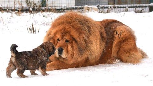 Tibetan Mastiff